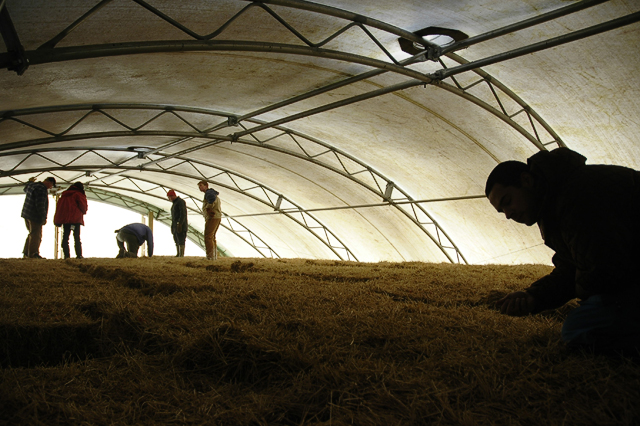 Hay Men
